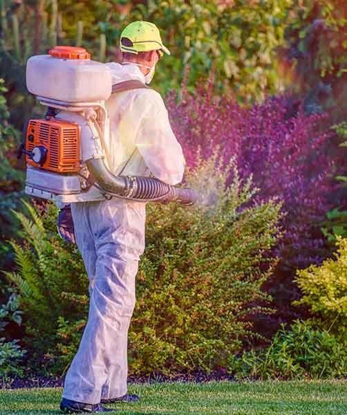 Pest Control Garden Spraying — AAA One Pest Control form Home Pest Control in Fraser Coast, QLD Pest Control Garden Spraying — AAA One Pest Control form Home Pest Control in Fraser Coast, QLD