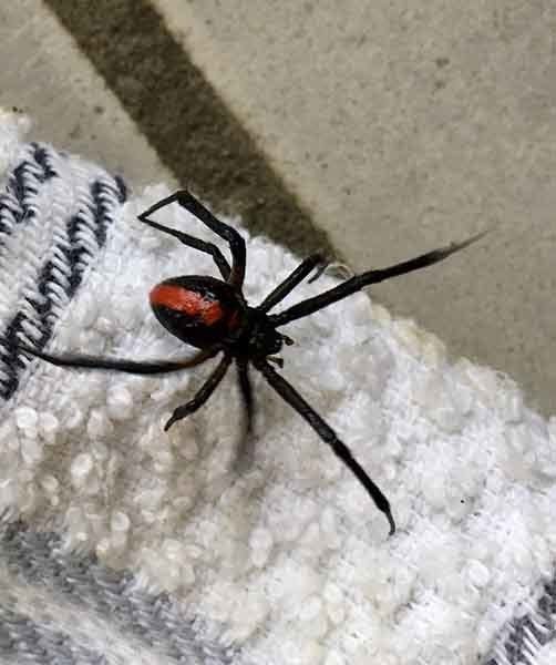 Redback Spider On A Tea-towel — AAA One Pest Control form Home Pest Control in Fraser Coast, QLD Redback Spider On A Tea-towel — AAA One Pest Control form Home Pest Control in Fraser Coast, QLD