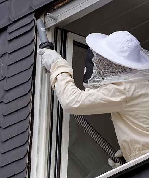 Removing A Hornet Nest — AAA One Pest Control form Home Pest Control in Fraser Coast, QLD Removing A Hornet Nest — AAA One Pest Control form Home Pest Control in Fraser Coast, QLD