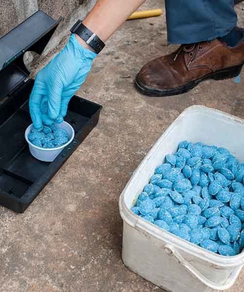 Rat Using Bait Poison Box — Man's Fogging To Eliminate Mosquito — AAA One Pest Control form Termite Control in Fraser Coast, QLD Rat Using Bait Poison Box — Man's Fogging To Eliminate Mosquito — AAA One Pest Control form Termite Control in Fraser Coast, QLD