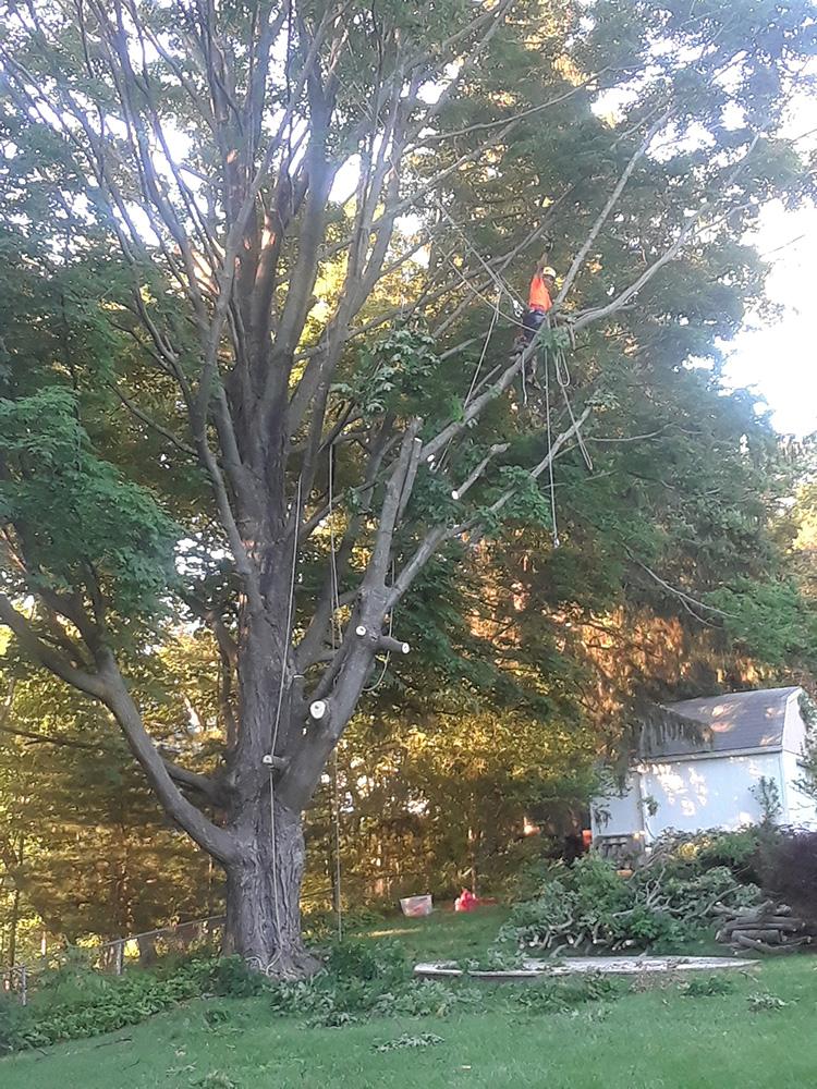 Large tree in a grassy yard at sunset, with a house in the background.