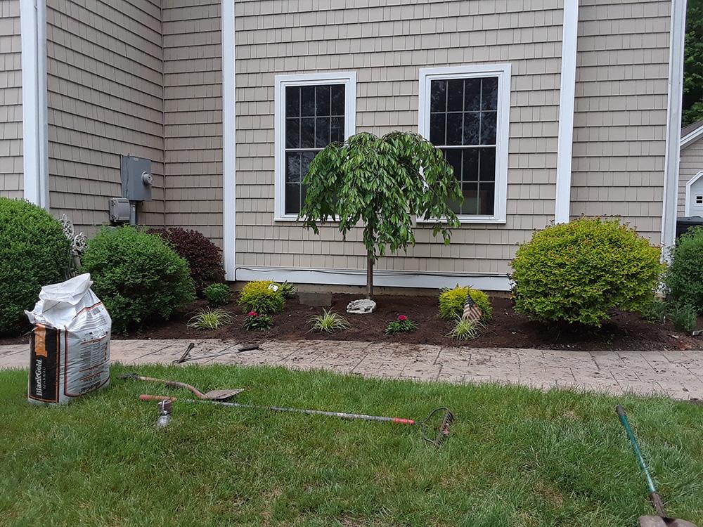 Front yard with a small tree, shrubs, and a mulch bed against a house exterior