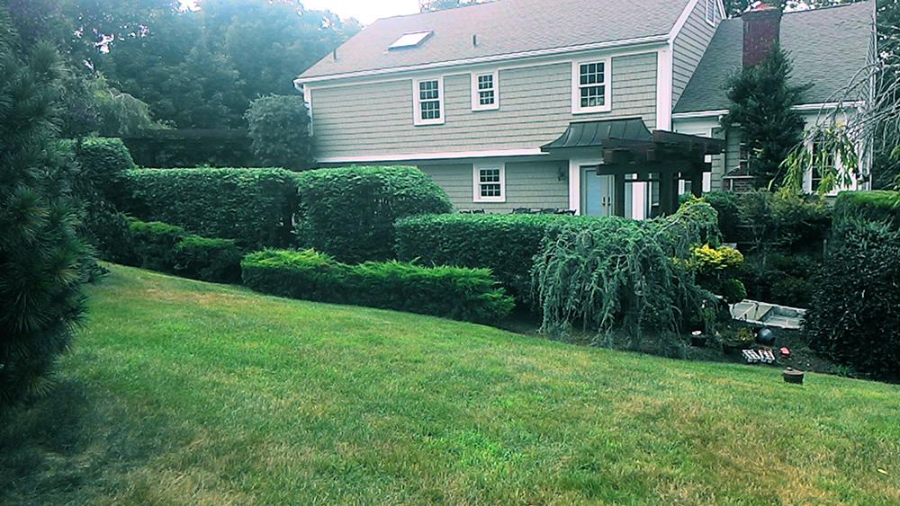 Suburban house with manicured hedges and a green lawn after rain