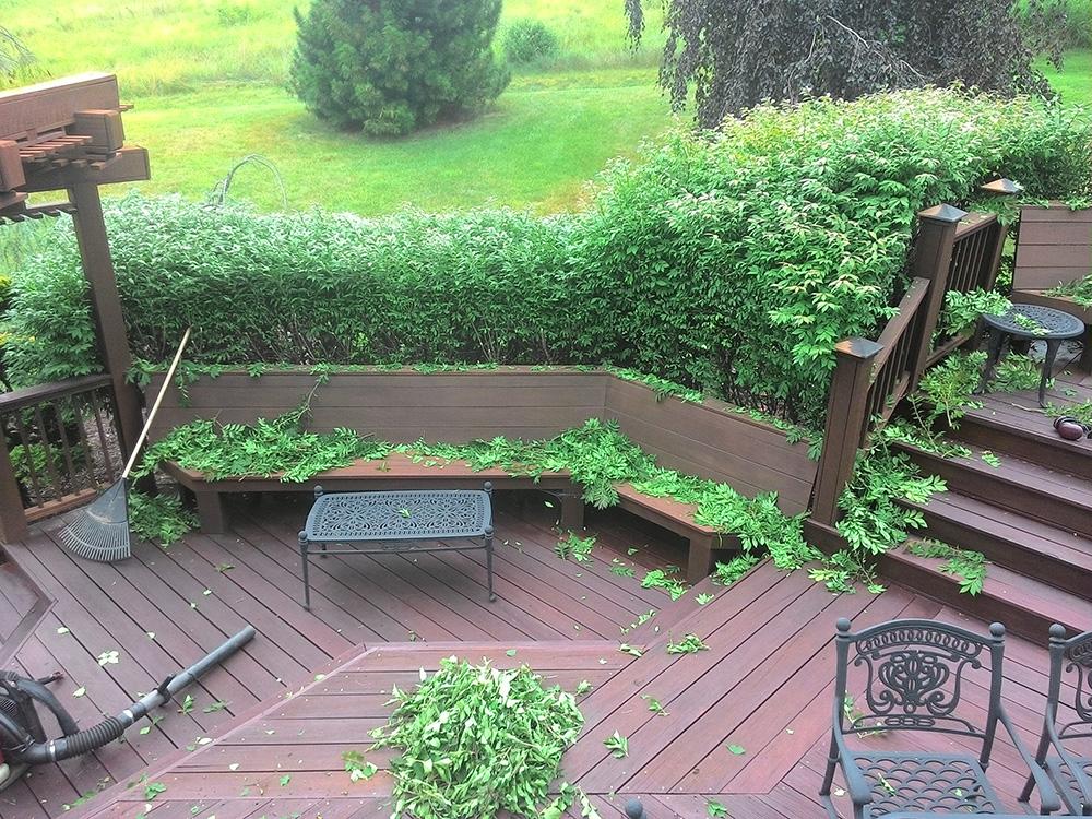 Backyard deck with wet wooden steps, green hedge, potted plants, and a small table after rain