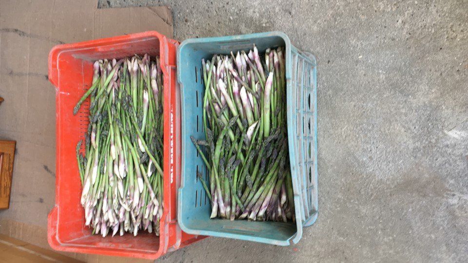 asparagi