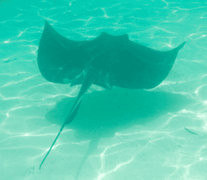 Stingray