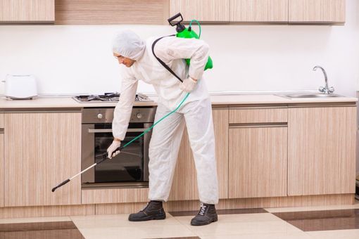 Pest Control in kitchen