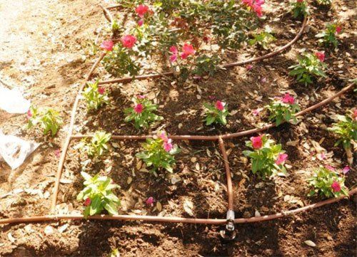 Sprinkler tubing installed within flower bed