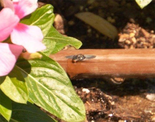 Sprinkler tubing next to flower and foliage