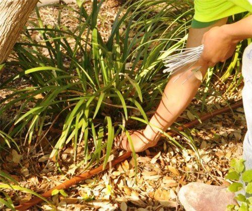 Sprinkler tubing being installed beside foliage
