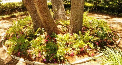 Flowers and trees in a landscaping feature