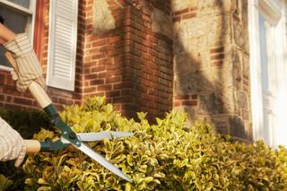 Worker Trimming the Hedge - Services in Grand Junction, CO