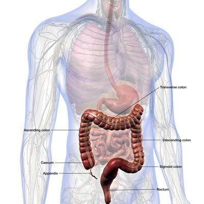 Colonoscopy — Human Colon Sections in Tallahassee, FL