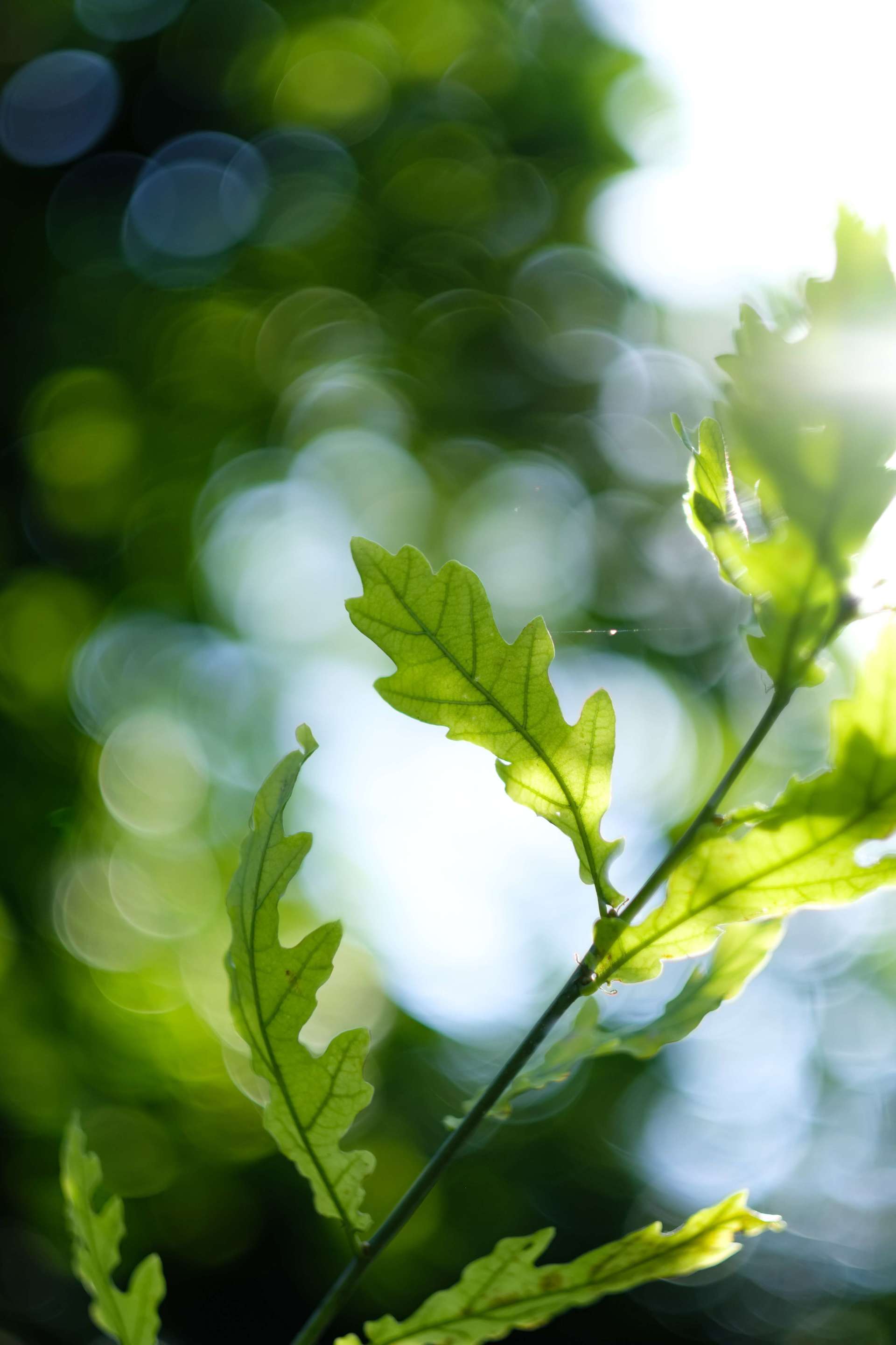 affordable funeral services in Eastchester NY