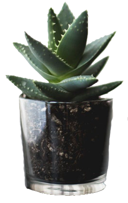 how direct cremation works small green plant