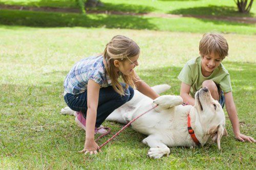 dog and cat allergies - Pet Allergy in Tampa, FL dog and cat allergies - Pet Allergy in Tampa, FL