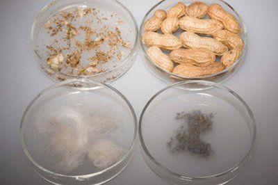 Peanut - Food Allergy in Tampa, FL Peanut - Food Allergy in Tampa, FL