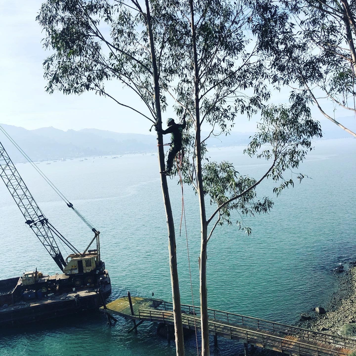 An Old Tree Being Removed — San Rafael, CA — All Stars Tree Service An Old Tree Being Removed — San Rafael, CA — All Stars Tree Service