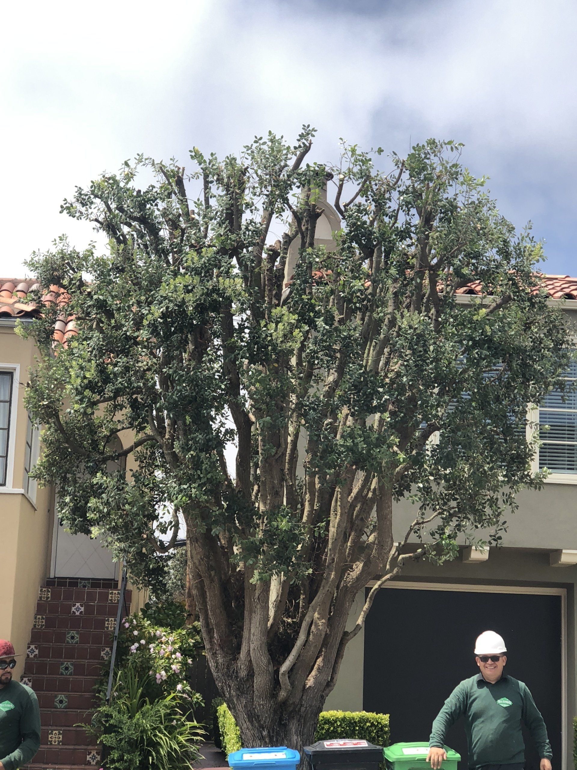 Tree Being Trimmed — San Rafael, CA — All Stars Tree Service