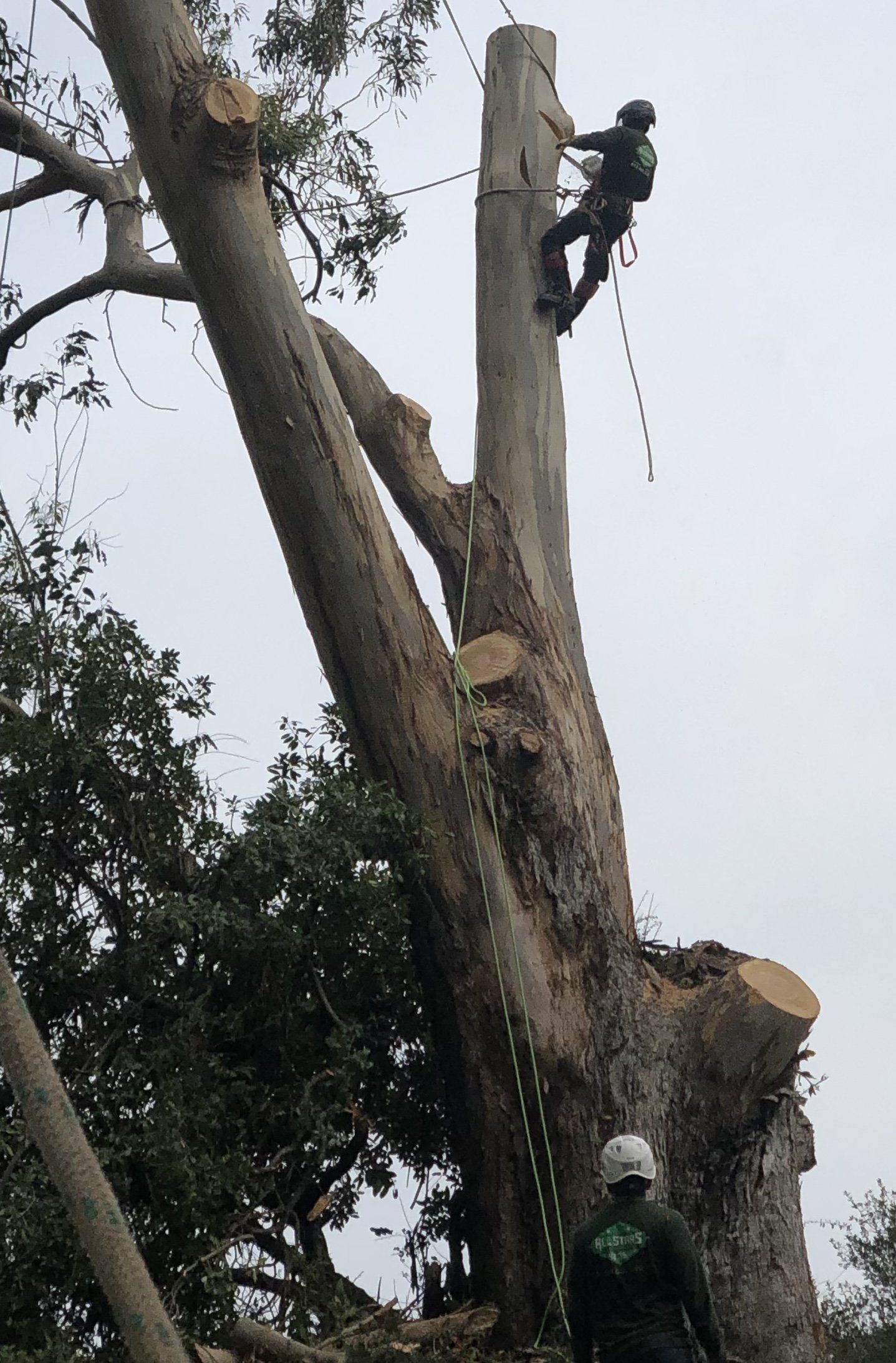 Arborist in safety gear cutting a tall tree. Another worker below. Cloudy sky in the background.