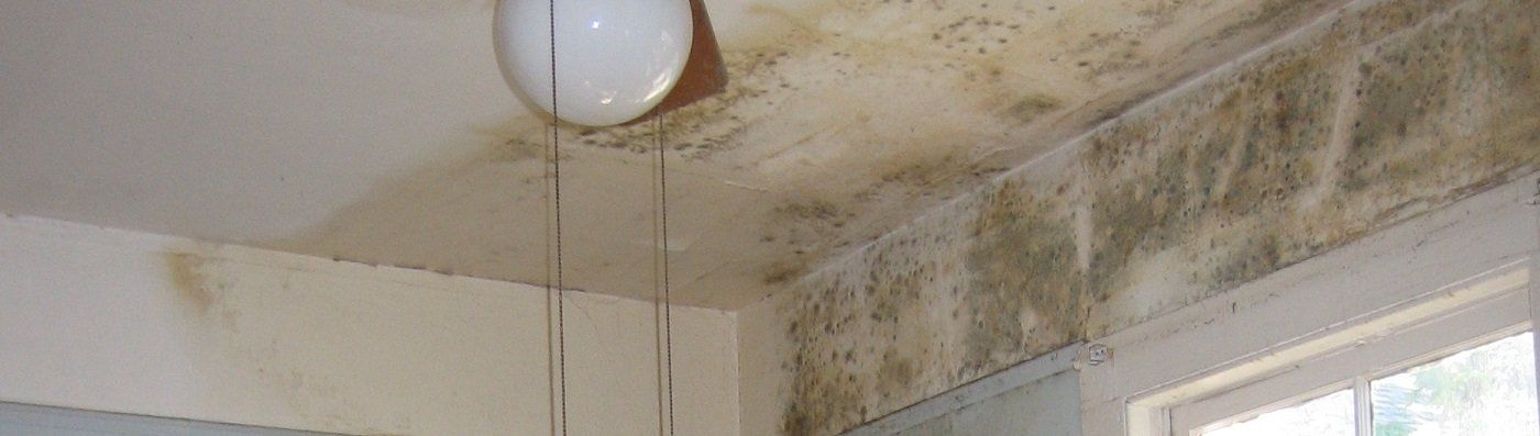 Mold Removal