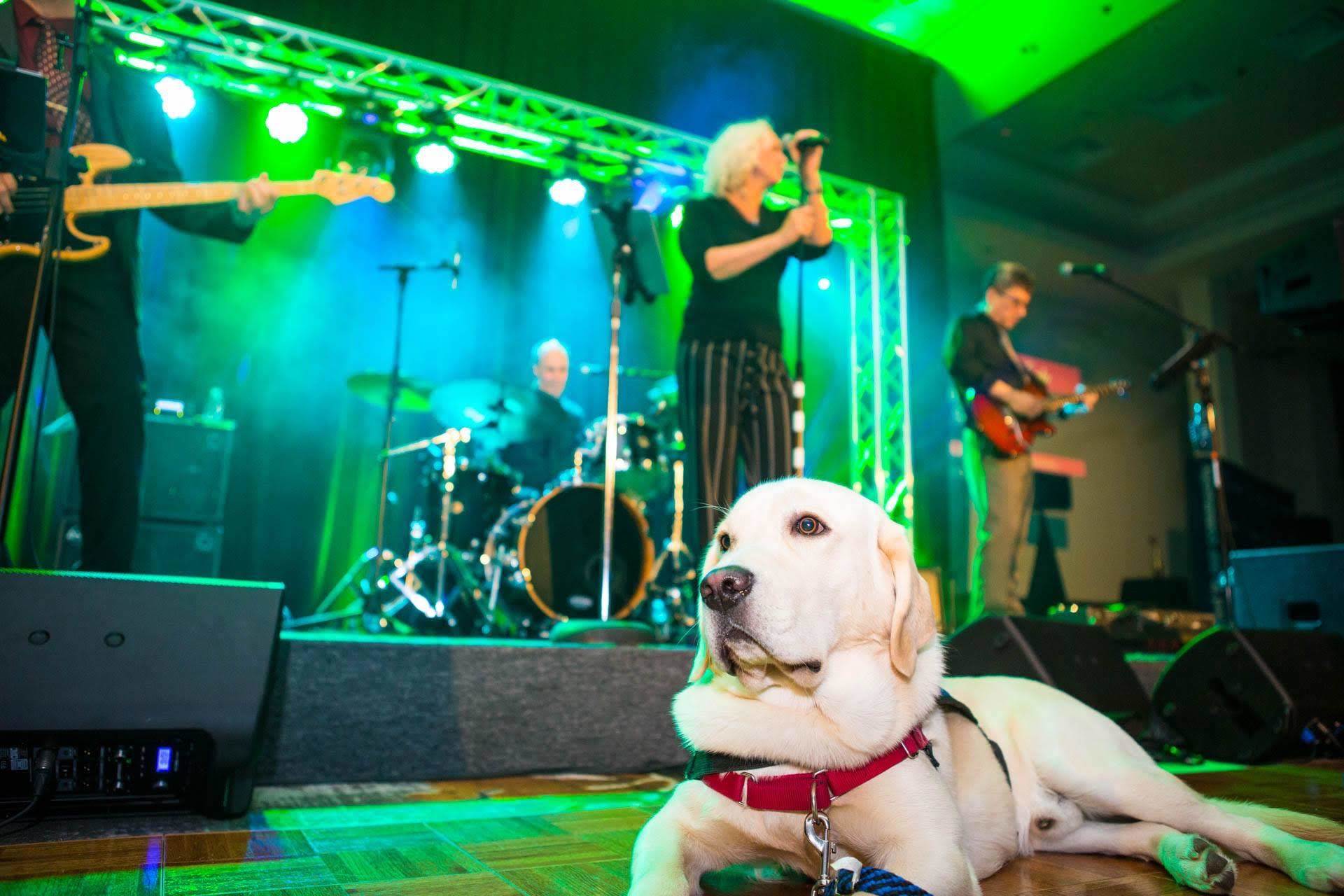 A guide dog rests on the floor in front of a band performing on stage with green and blue lights.