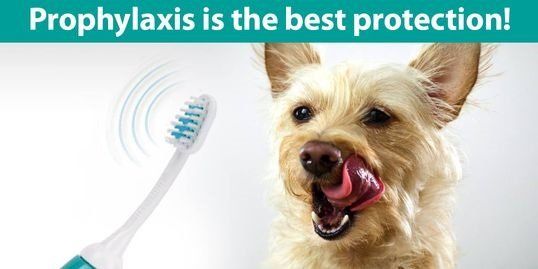 Pet dental care