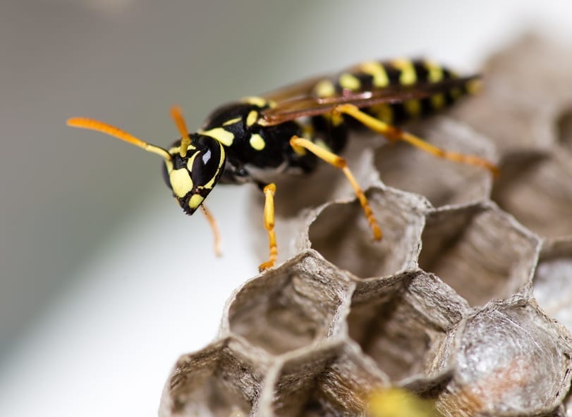 Affordable Pest Control | Witchita, KS | Hawks Pest Control