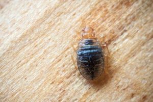 Prevent Bed Bugs | Witchita, KS | Hawks Pest Control Termites on Wood | Witchita, KS | Hawks Pest Control