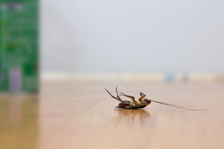 Dead Cockroach Lying on Floor | Wichita, KS | Hawks Pest Control