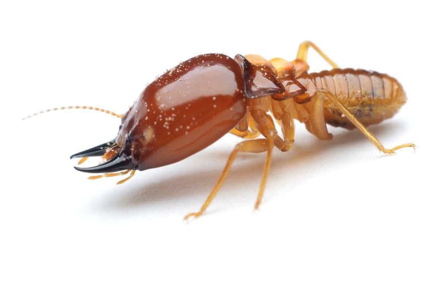 Termite Infestation | Witchita, KS | Hawks Pest Control Termite Infestation | Witchita, KS | Hawks Pest Control