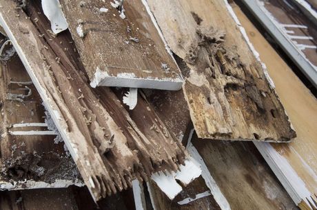 Termites on Rotten Wood | Wichita, KS | Hawks Pest Control