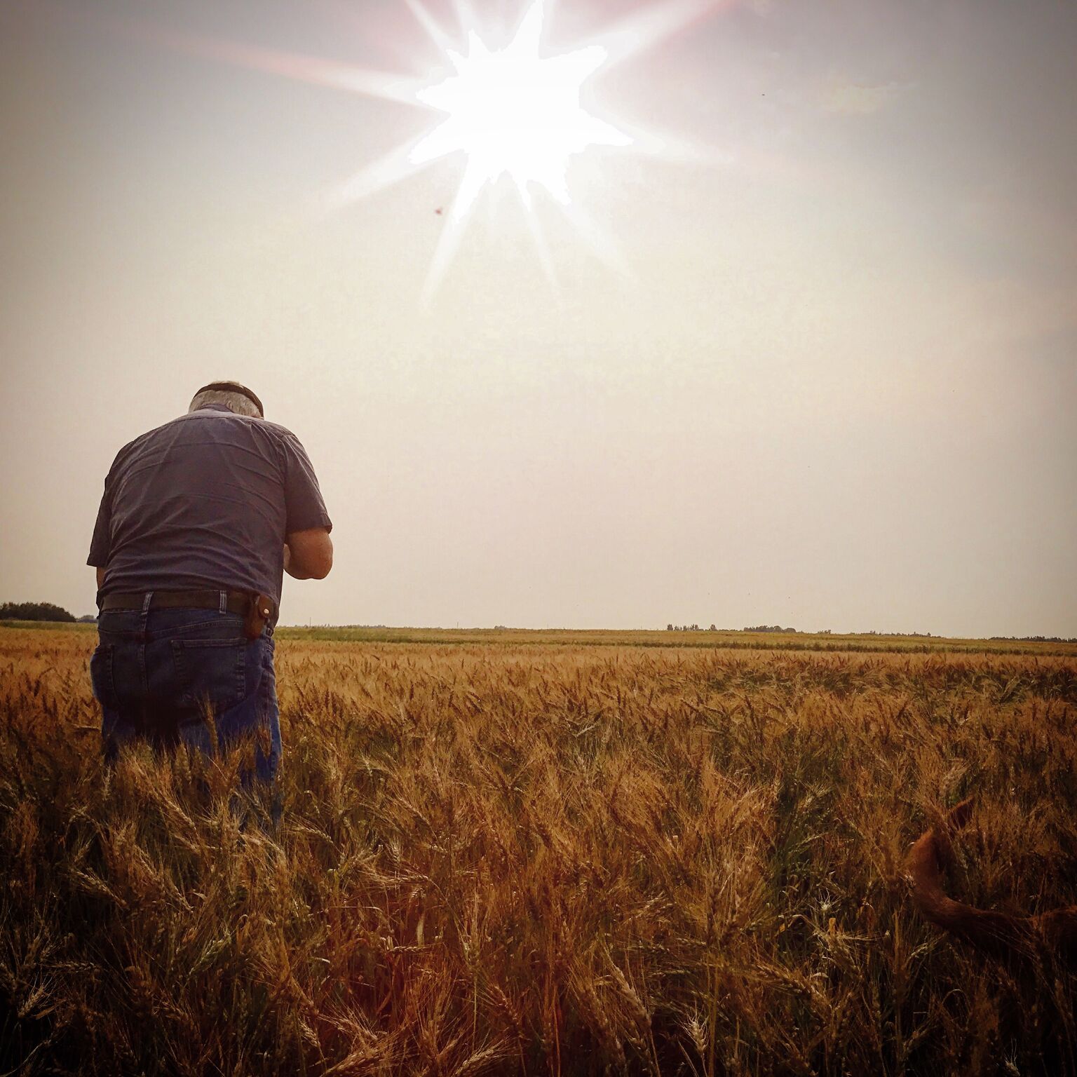 A person stands in a golden wheat field looking down under a bright, sun-drenched sky.