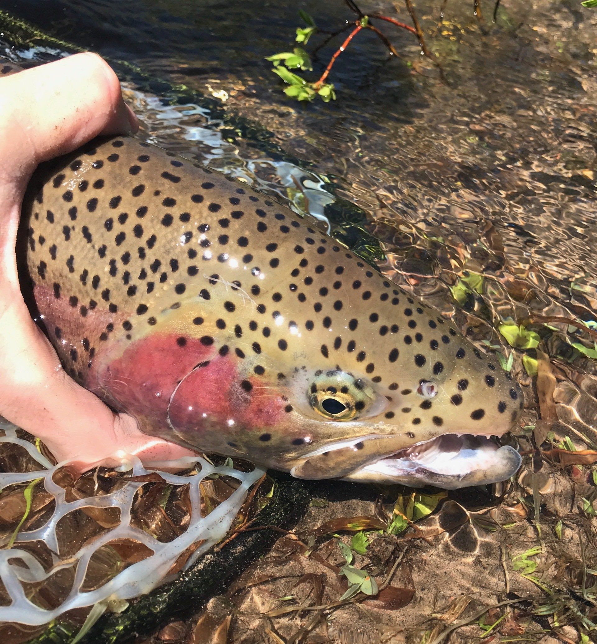 brown trout, cutthroat trout, fly fishing, guiding, Wyoming, dry flies, rainbow trout