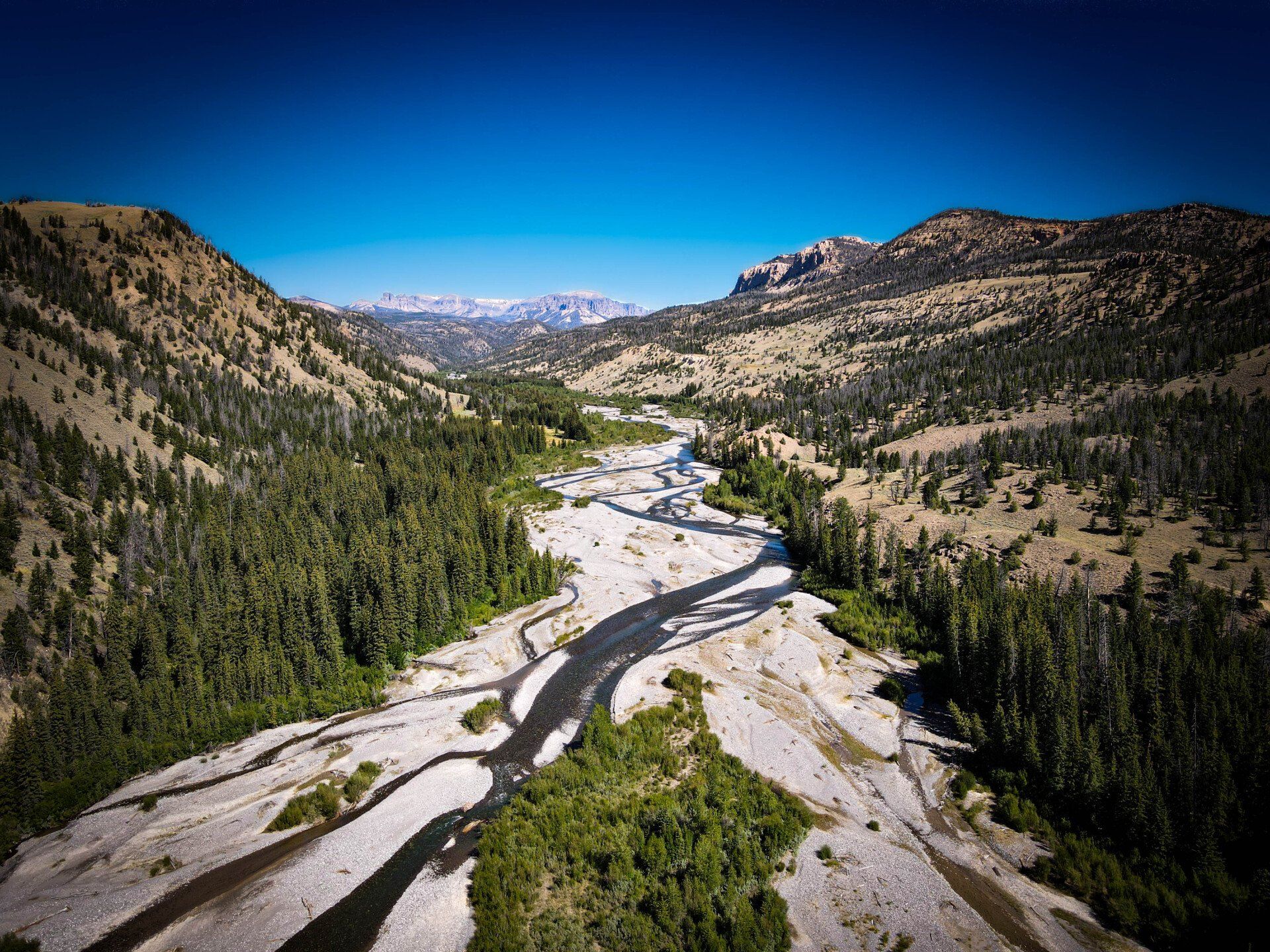 brown trout, cutthroat trout, fly fishing, guiding, Wyoming, dry flies