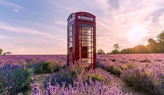 Red telephone box in heather-covered, sunlit field. Red telephone box in heather-covered, sunlit field.