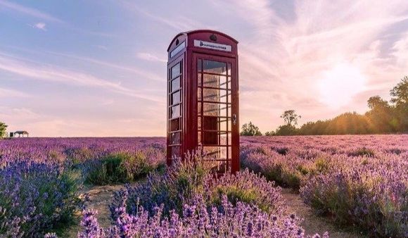 Red telephone box in heather-covered, sunlit field. Red telephone box in heather-covered, sunlit field.