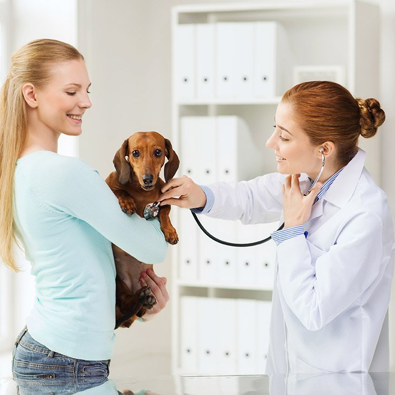Puppy for Adoption - Health Guarantee