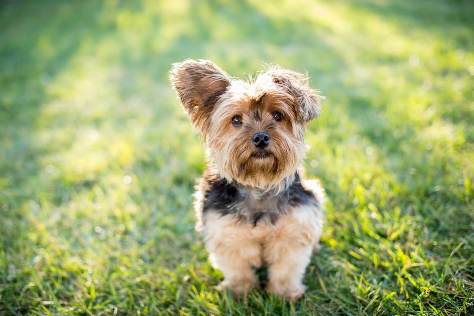 Dog-Friendly Yard — Cute Dog in South Seaville, NJ