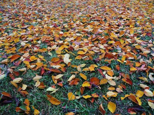 Fallen Dried Leaves — South Seaville, NJ — Novasack Turf Farm Fallen Dried Leaves — South Seaville, NJ — Novasack Turf Farm