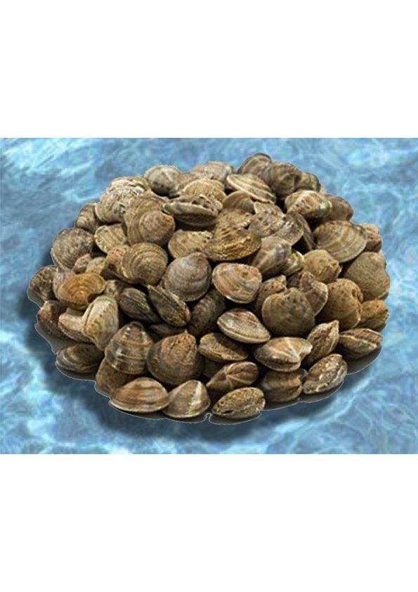 VONGOLE CON GUSCIO