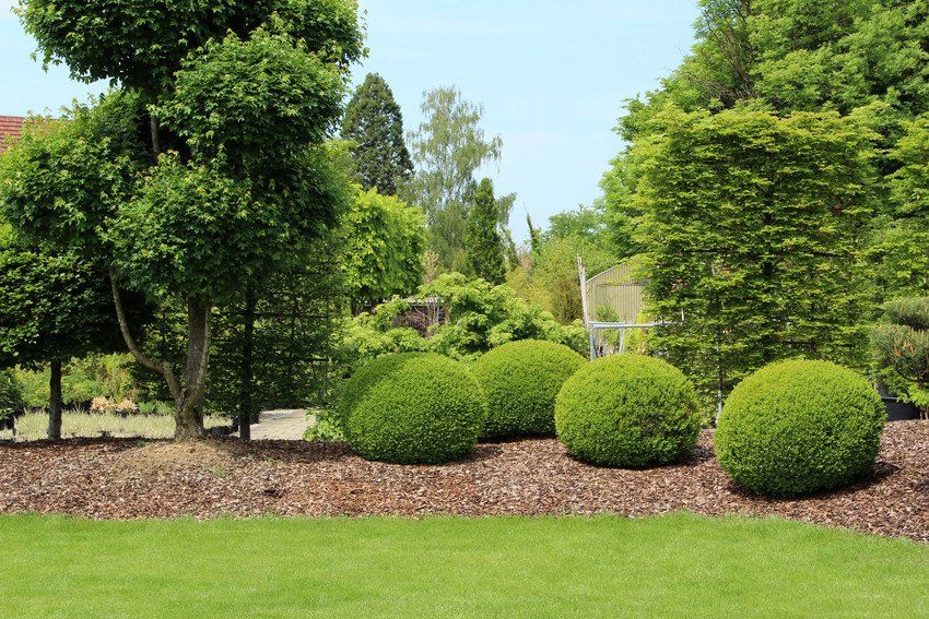 Grassed area of a garden with shrubs and trees