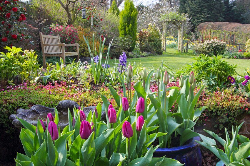 Large garden showing flowers and shrubs