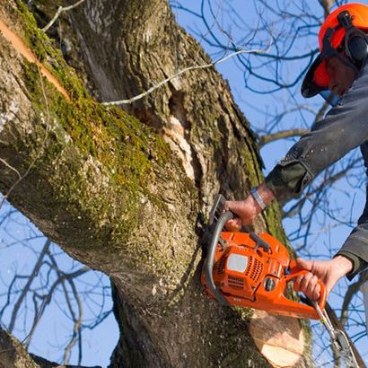 Tree Felling