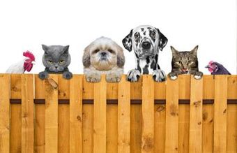 Pets on a Fence — Deck Installation in Ferndale WA Pets on a Fence — Deck Installation in Ferndale WA