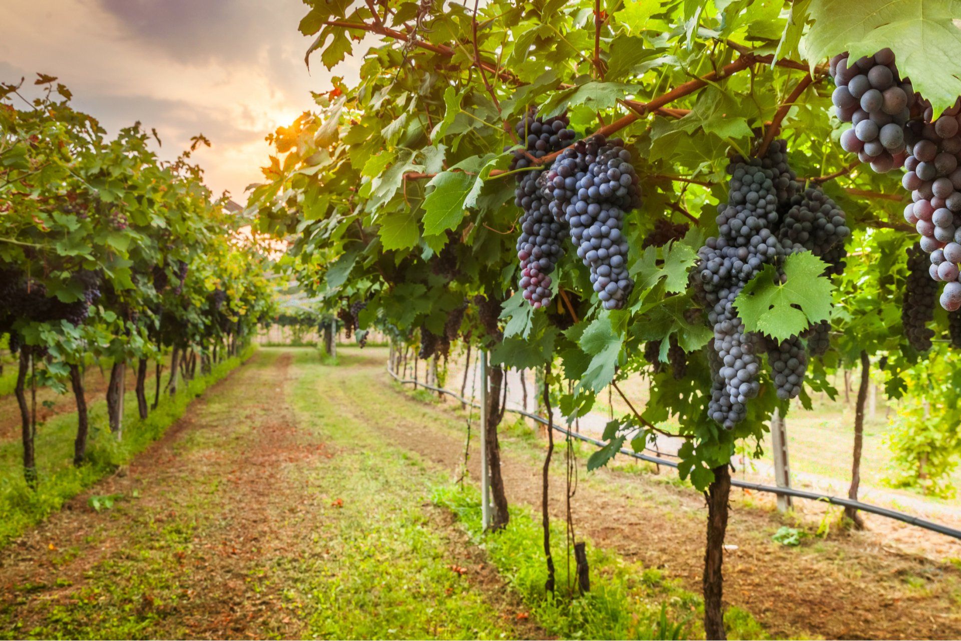 Vineyard