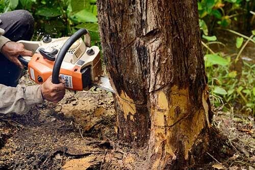 Man Cutting the Tree — Tree Nursery in Moorhead, MN Man Cutting the Tree — Tree Nursery in Moorhead, MN