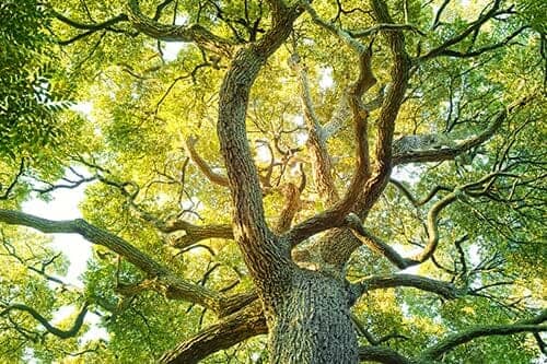 Large Tree — Tree Nursery in Moorhead, MN Large Tree — Tree Nursery in Moorhead, MN
