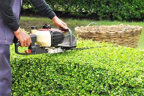 Man Trimming the Plants — Tree Nursery in Moorhead, MN