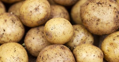 Freshly dug up muddy potatoes